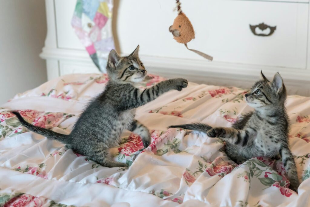 kittens-cats-foster-playing-160755-160755 Lastensuojelu pirkanmaa